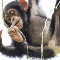 A Young Chimpanzee Playing with Twigs