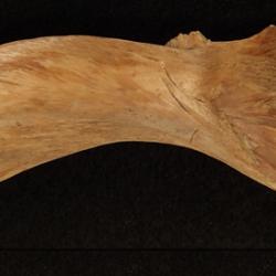One of the ancient Viking cod bones from Haithabu used in the study