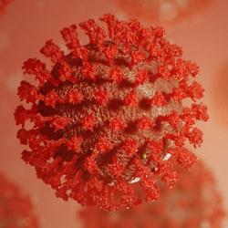 Image of SARS-CoV-2 viruses