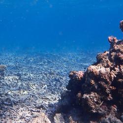 Degraded coral reef 'rubblefield' in Indonesia.