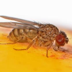 Fruit fly, Drosophila mercatorum