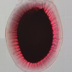 Arabidopsis seeds exude slime that is attached to the seed by cellulose. On the left is a seed with normal slime stained pink, but on the right, in the stello mutant, the slime is lost because the cellulose is missing.
