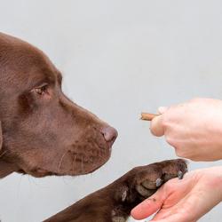 Brown labrador retriever dog looks at food treat