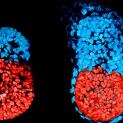 Stem cell-modelled embryo at 96 hours (left); Embryo cultured in vitro for 48 hours from the blastocyst stage (right)