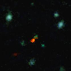 The central object is a very distant galaxy, labelled BDF 3299. The bright red cloud just to the lower left is the ALMA detection of a vast cloud of material that is in the process of assembling the very young galaxy