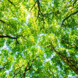 Treetops seen from a low angle