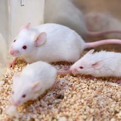 White research mice