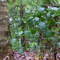 ‘GiganteForest’: A view through the undergrowth in tropical forest at the study site in Panama