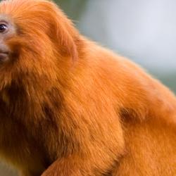 Golden Lion Tamarin, an endangered species that has grown from 200 to more than 3,200 individuals in three decades.