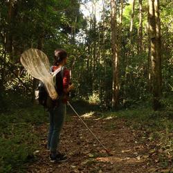 Researcher in forest with butterfly net