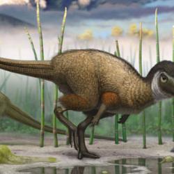 Kulindadromeus, a small bipedal ornithischian dinosaur that is now part of the new grouping Ornithoscelida and identified as more obviously sharing an ancestry with living birds