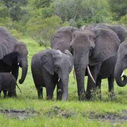 Elephants at Kruger National Park, South Africa