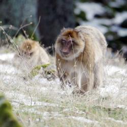 Barbary Macaques in their natural habitat of the Atlas Mountains