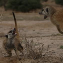 Sub-adult meerkats playing.