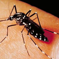 Aedes Albopictus mosquito (cropped, lightened)