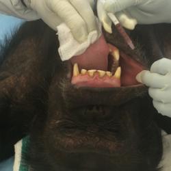 One of the captive chimpanzees in the research trial receiving the oral Ebola vaccination