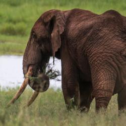A male savannah elephant uses his trunk to eat inTarangire National Park, Tanzania.  