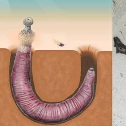 Left: Illustration of Ottoia, a prehistoric priapulid, burrowing. Right: Ottoia worm.