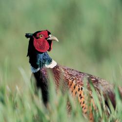 Pheasant
