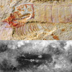 Top: Complete specimen of Chengjiangocaris kunmingensis from the early Cambrian Xiaoshiba biota of South China. Bottom: Magnification of ventral nerve cord of Chengjiangocaris kunmingensis. 