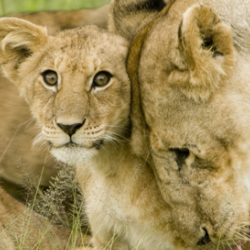Lion Cub with Mother in the Serengeti