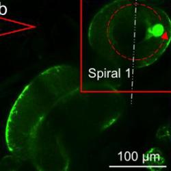 Plant cells twisting and weaving in 3-D cultures