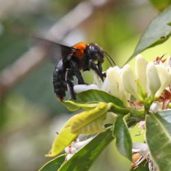 Carpenter bee (Xylocopa flavorufa) visiting coffee flower (Coffea arabica)