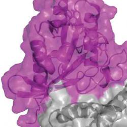 Structure of Ral (pink) binding to RLIP(grey) solved by nuclear magnetic resonance spectroscopy