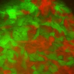 A colony of human embryonic stem cells formed from a mixture of cells expressing red or green fluorescent proteins