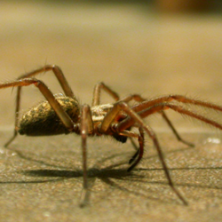 Large house spider on kitchen floor