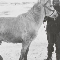 PO Edgar Evans with the pony Snatcher, Cape Evans, October 1911
