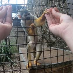 A Humboldt's squirrel monkey is fooled by a French drop as part of the experiment.