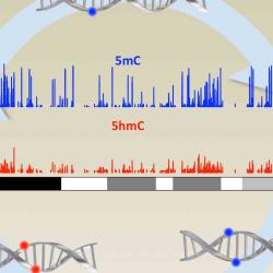 The centre of the diagram shows levels of 5mC and 5hmC chemical modifications along a chromosome (section of DNA). The cycle illustrates that after addition to DNA, 5mC (blue) can be converted to 5hmC (red) and then subsequently removed.