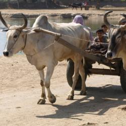 Zebu cattle pulling a wagon beside a pond at the Indus  Civilisation site of Rakhigarhi in northwest India
