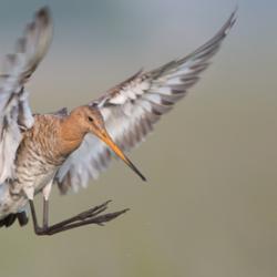 Black-tailed godwit (Limosa limosa), a waterbird with habitats ranging from the Russian far-east to Europe, Africa, and Australasia. 
