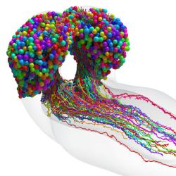 Map of the fruit fly brain