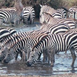 Zebras, Serengeti National Park, Tanzania