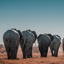 elephants travel in a line 